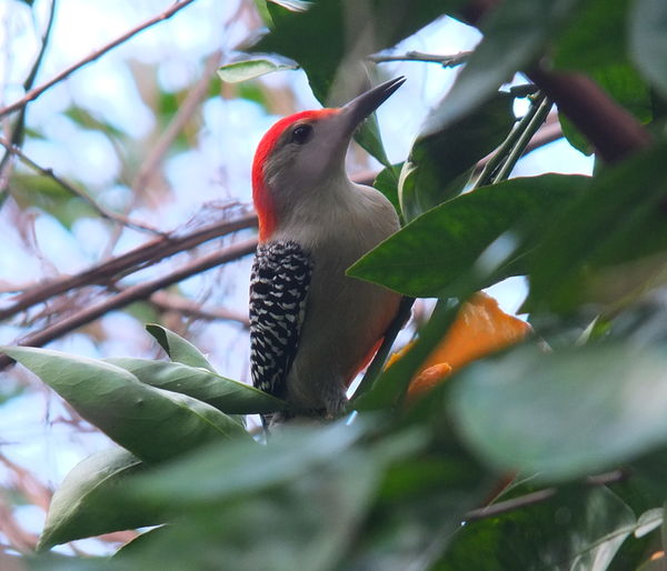 Woodpecker eating an orange...