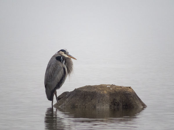 Great blue heron rests by a big rock...