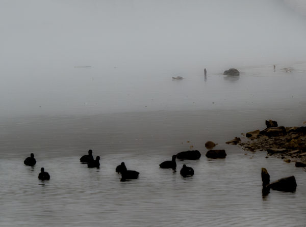 Coots in the misty water...