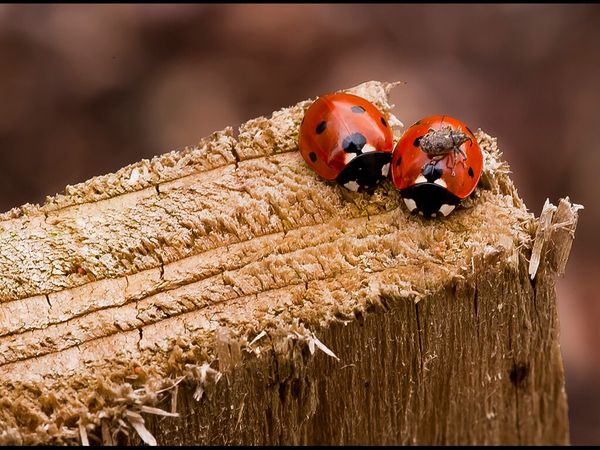 Lady birds with hitch hiker....