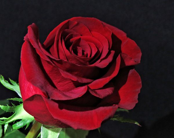 A rose for you...