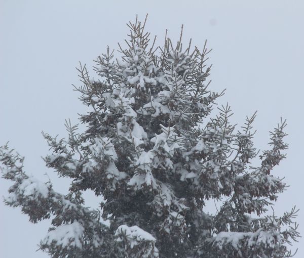 Snow on Spruce 60'+...