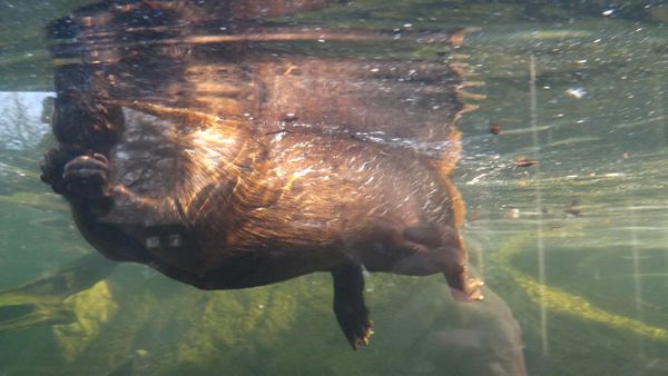 Beaver swimming underwater in pond...
