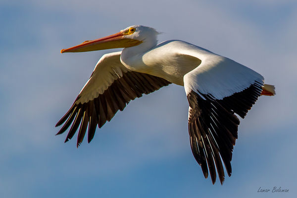 #2 White Pelican...
