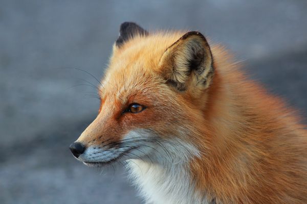 Red fox in profle...