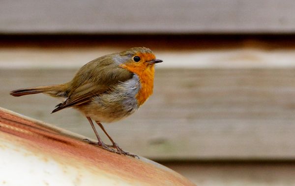 A Robin for good luck...