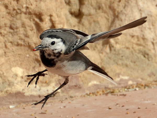 White Wagtail jumping for joy....