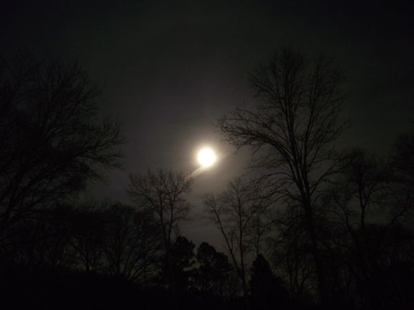 In the Misty Moon Light; I took this picture out o...