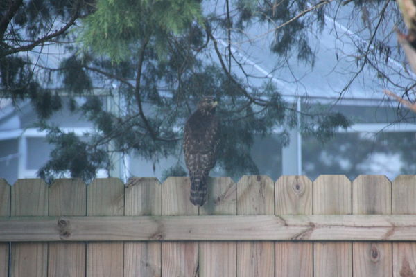 Hawk on back fence admiring neighbor's pool...