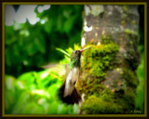 blurry hummingbird...