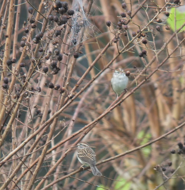 Sparrows & spider webs...