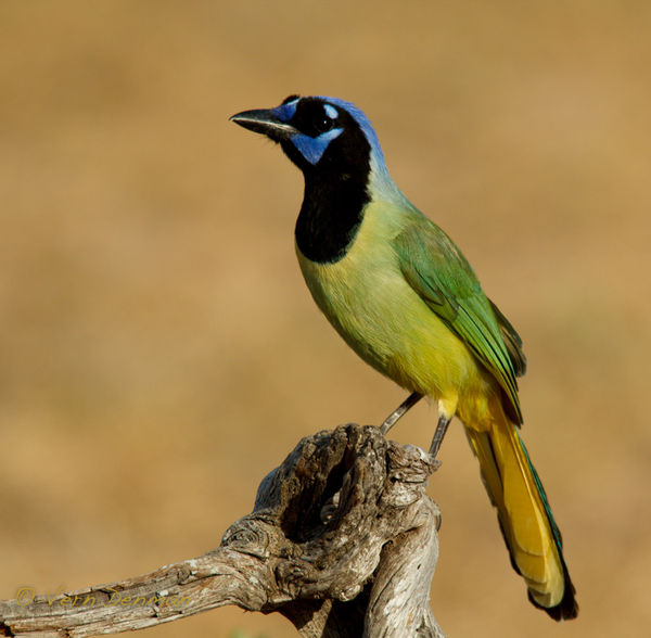 Green Jay difficult in getting eye shine because o...