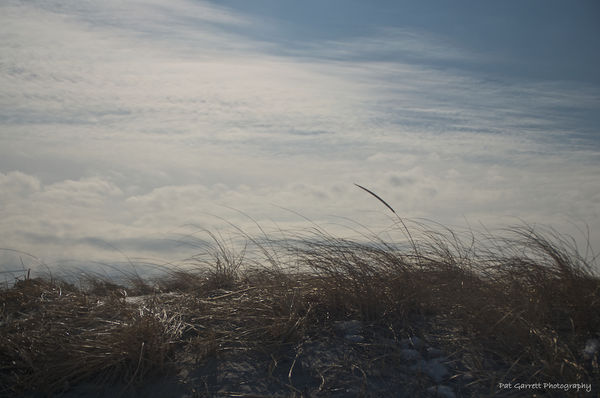 Dune Grass in the Wind - 2...