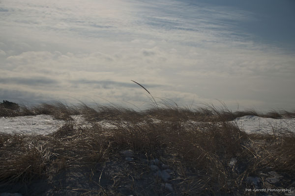 Dune Grass in the Wind - 3...