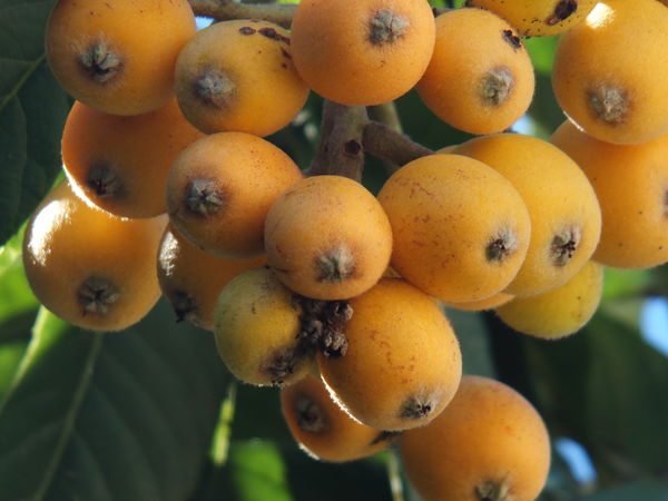 Closeup of more fruit...