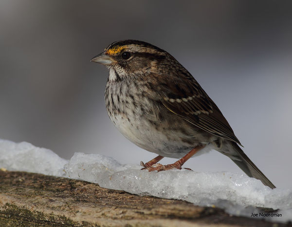 White-throated Sparrow...
