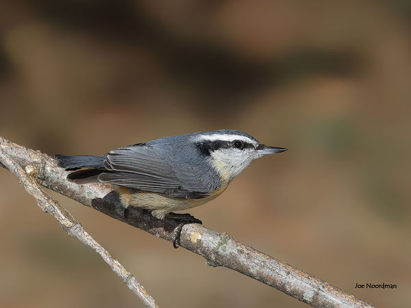 Red-breasted Nuthatch...