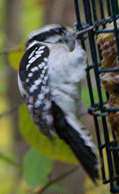 Downy woodpecker in Brecksville Reservation,Ohio...