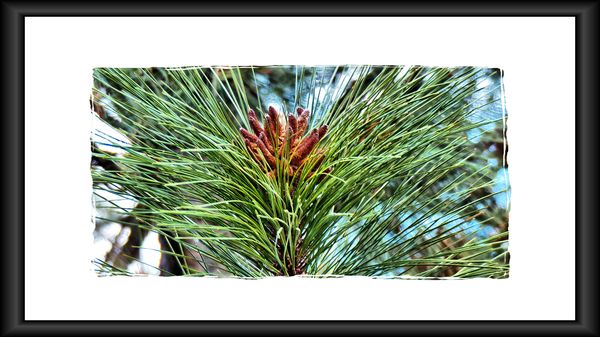 Pine needles...Washington State  2012...