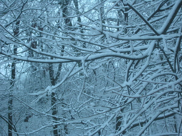 This is the tree next to my back window taken in D...