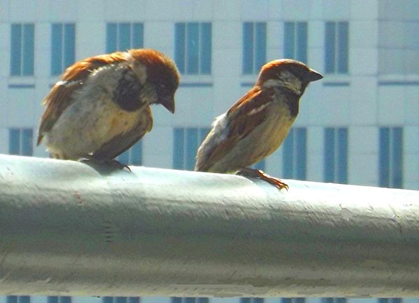 Birds visit Cleveland's Tower City Center...