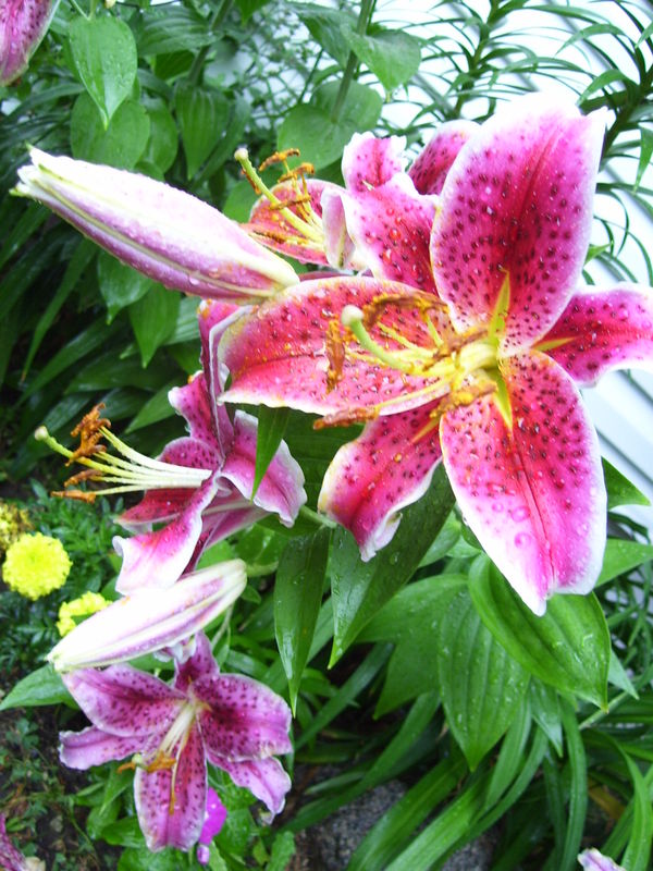 Asian Lily...