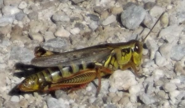 Grasshopper at Sandy Ridge Res.,Ohio...