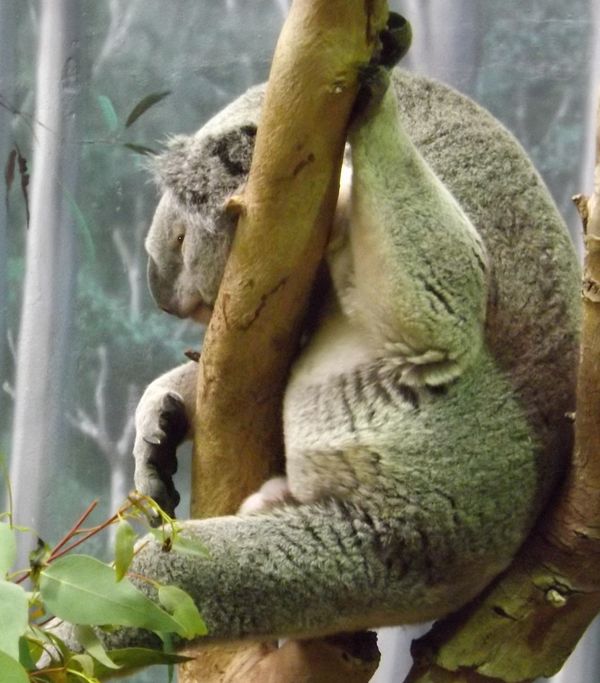 Koala at Cleveland zoo's Australian Adventure...