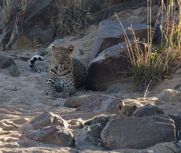 Leopard and cub...