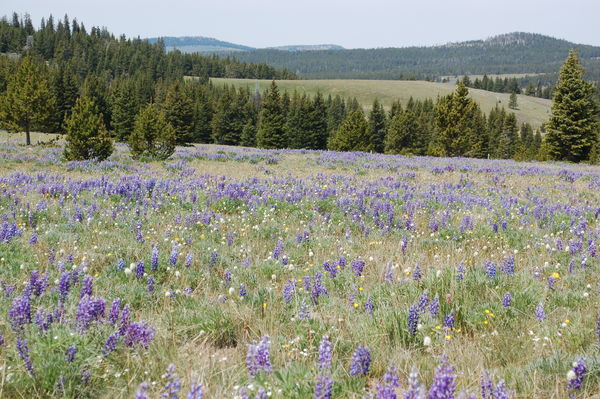 Field in Wyoming 2009...