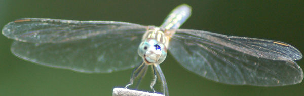 Dragonfly on my clothesline (unretouched)...