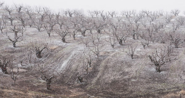 Apple Orchard in Winter Repose just south of the D...