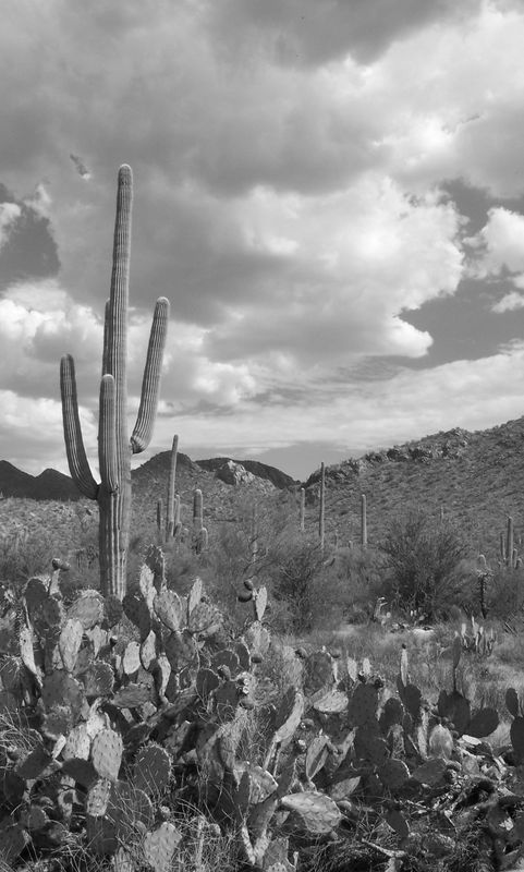 Saguaro National Park - Tucson...
