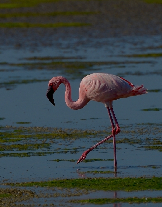 Lesser Flamingo...