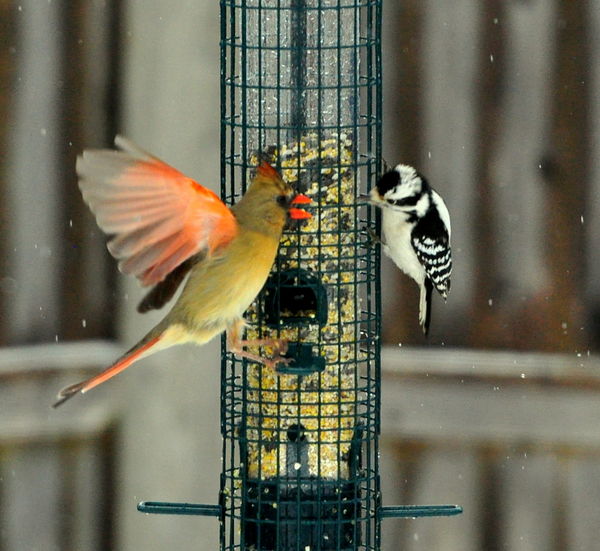 female Cardinal and woodpecker...