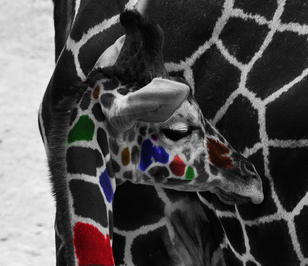 color giraffe...