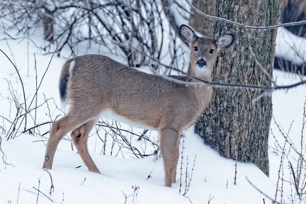 Deer out my window...