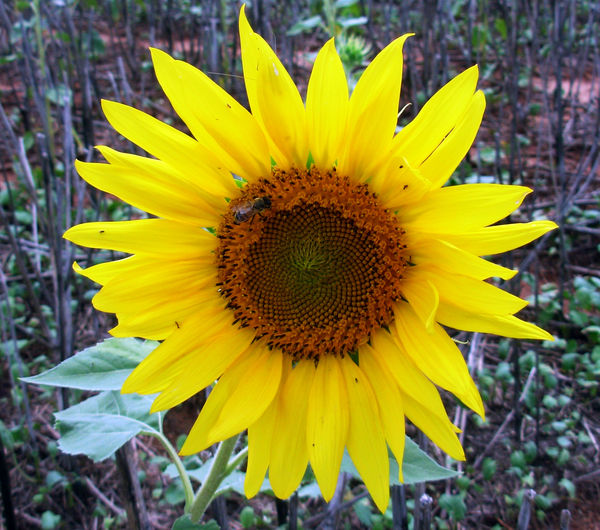 Sunflower 2008...