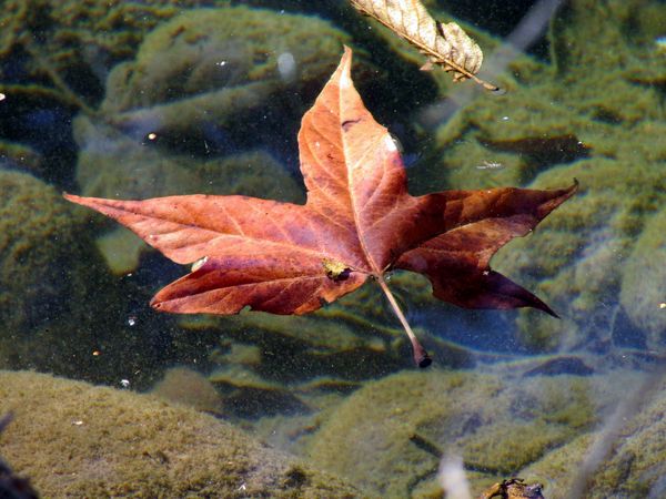 leaf in the water...