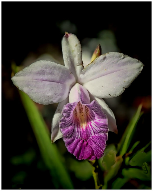 Orchid 2...