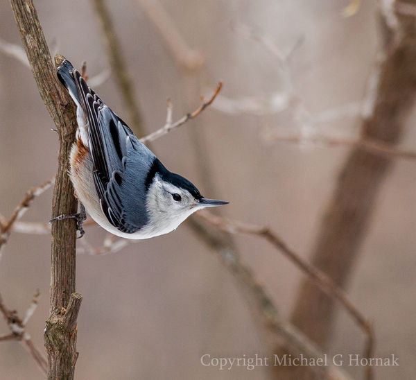 White Breasted Nuthatch...