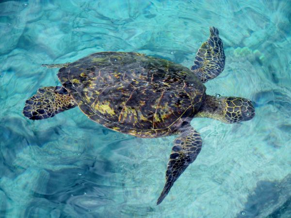 sea turtle...