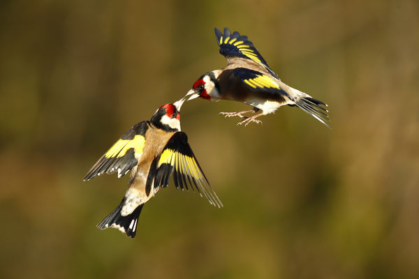 goldfinches...