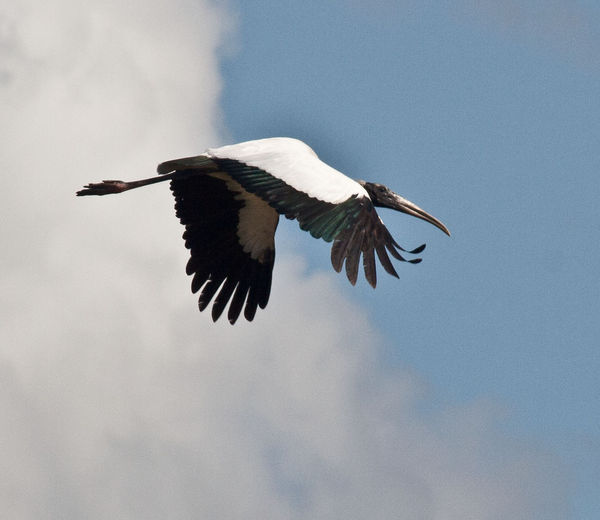 Wood Stork in Flight...