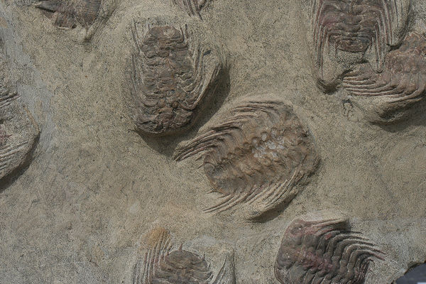 fossils...