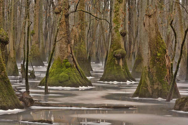 swamp area heavy edit...