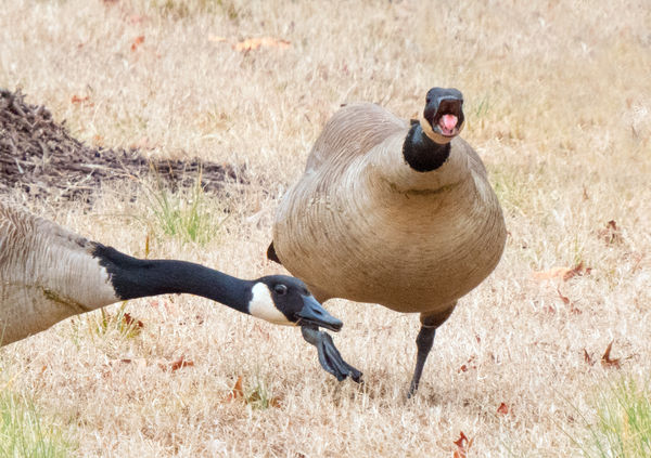 Angry geese: We came across some geese in the park today. One pair ...