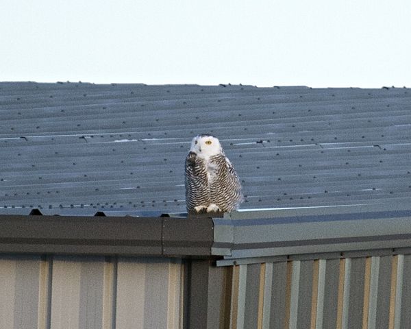 Perched on a hanger roof...