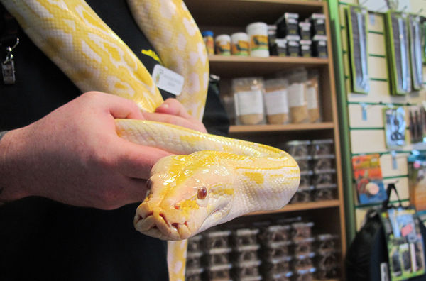 And a Boa from local reptile shop....