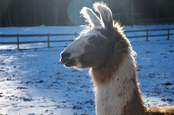 Llama in the spotlight - I knew there was the sun ...